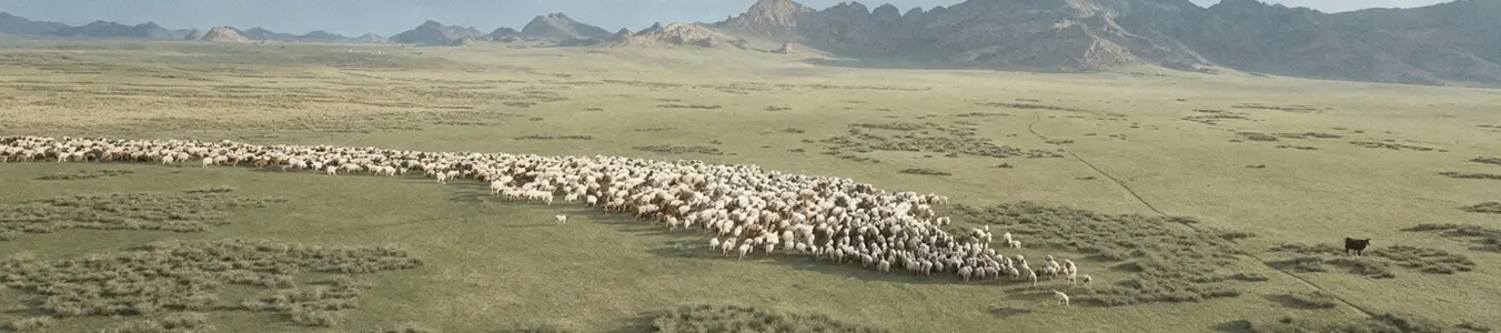 Inner Mongolia pastures
