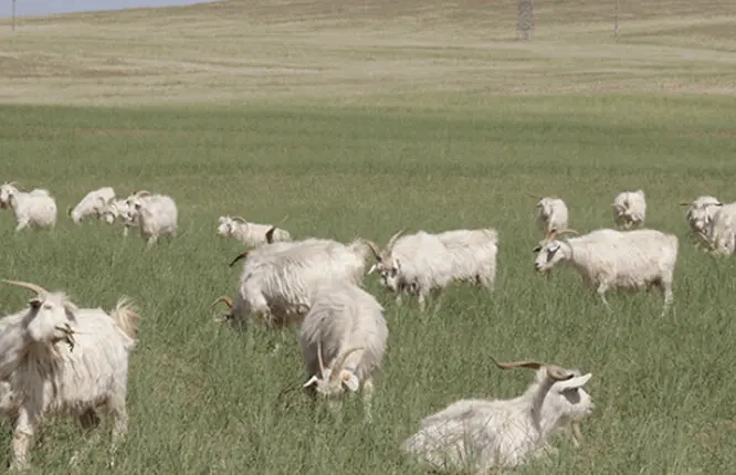 Grazing Pastures