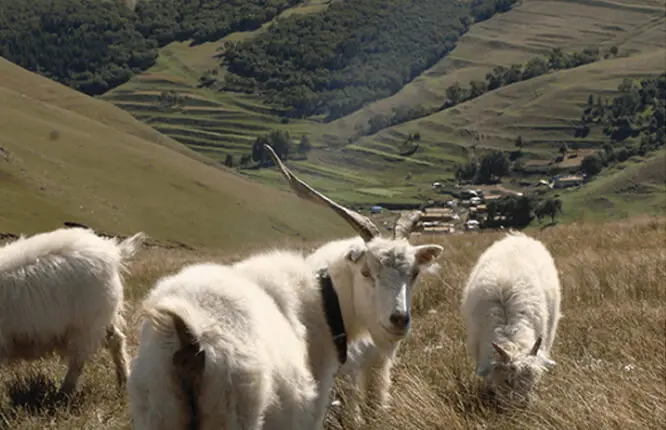 Cashmere Goats