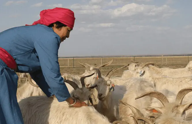 Herding & Collection