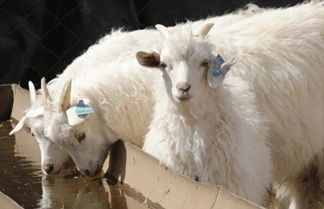 Ear-tag Traceability