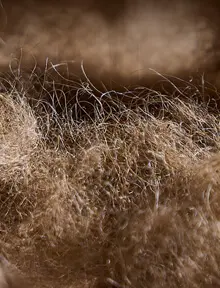 Alpaca