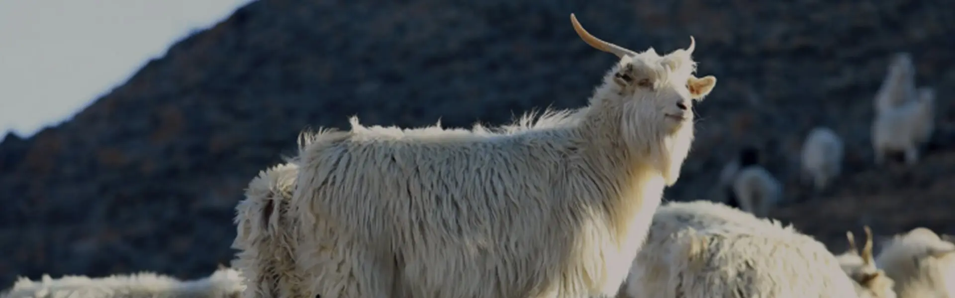 Goat Farm