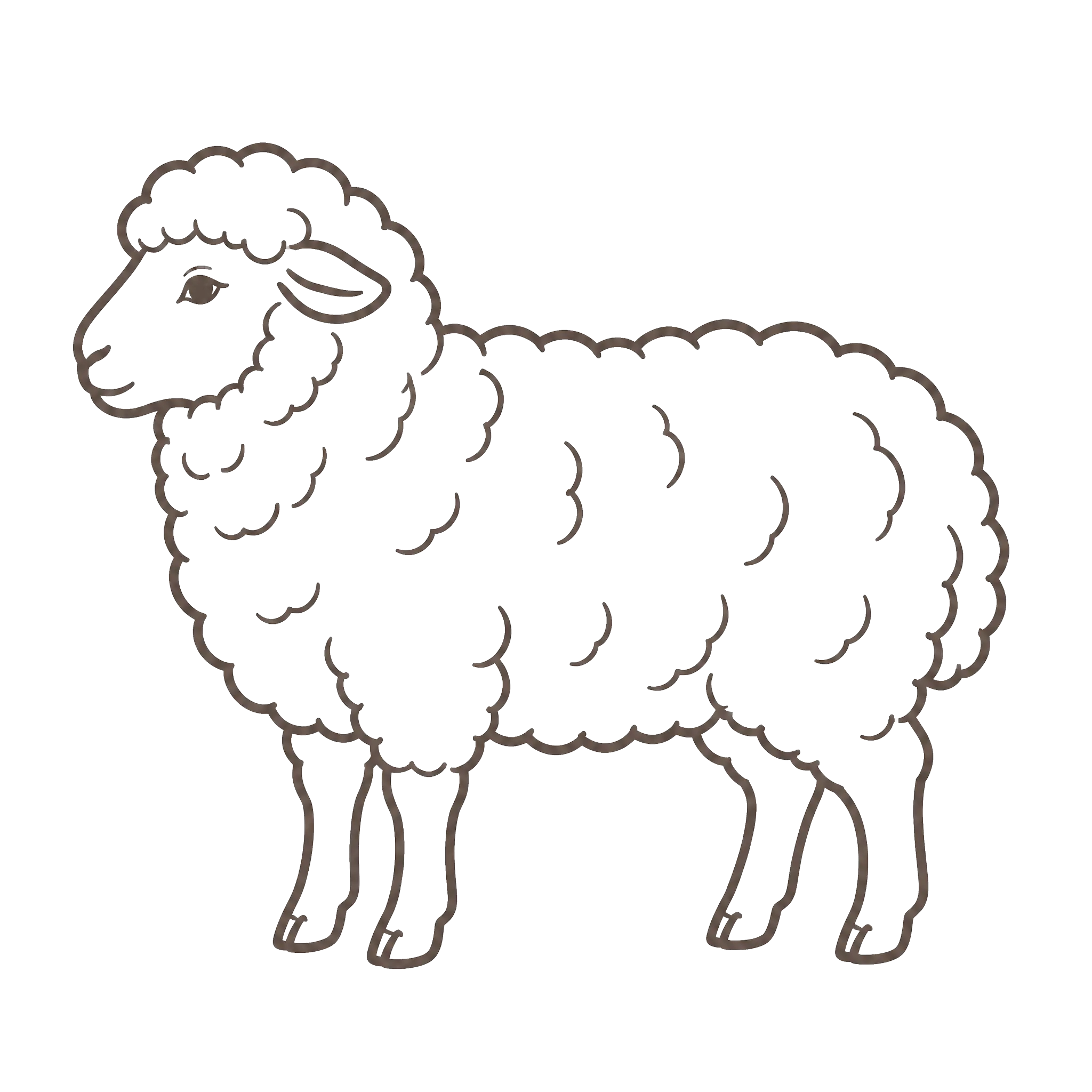 Merino Wool
